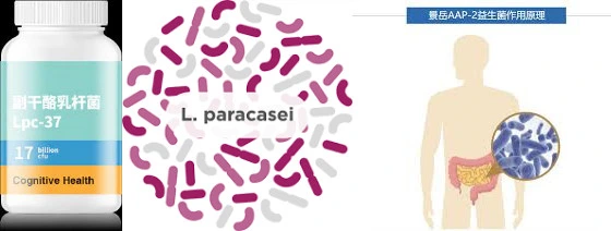 Lactobacillus paracasei