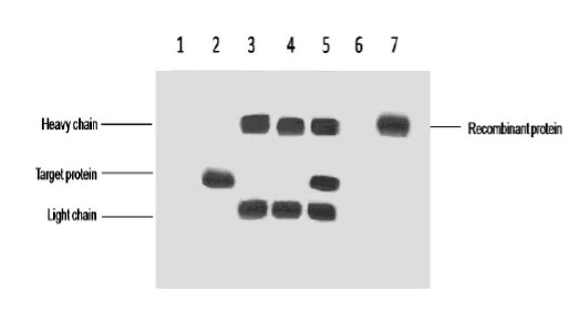 Vsv-G-Tag Mouse Monoclonal Antibody