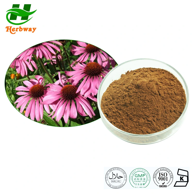 Herbway Best Price Natural Plant Herbs Extract 4% Echinacosides Echinacea Purpurea Extract