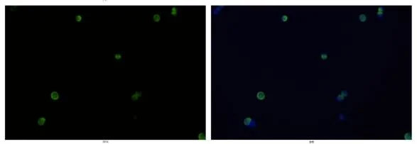 His-Tag Polyclonal Antibody