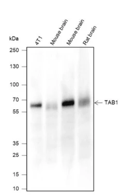 Anticorps monoclonal Tab1