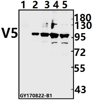 CE, anticorps monoclonal V5-Tag approuvé ISO9001