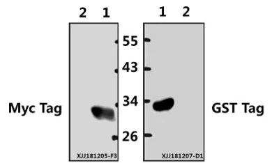 Myc-Tag Polyclonal Anticorps